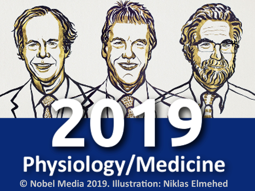Nobel Prize in Physiology or Medicine, 2019: How cells sence and adapt to oxygen availability